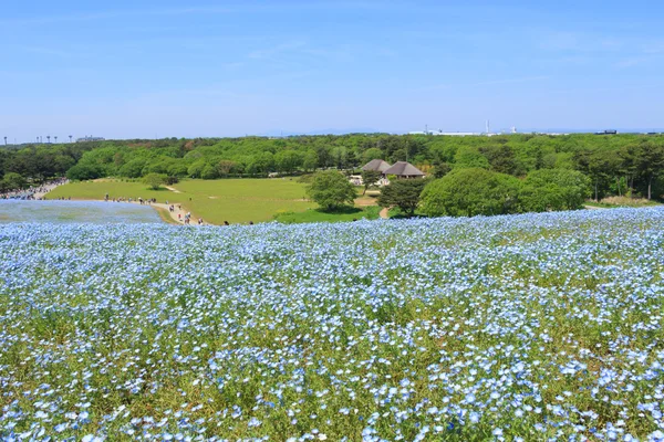 Nemophila — Stock fotografie