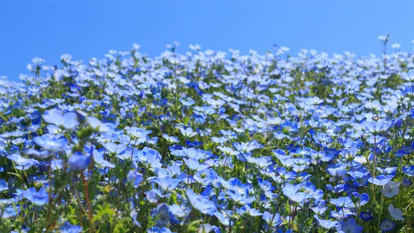 Nemophila — Zdjęcie stockowe