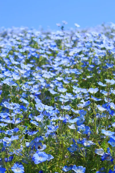 Nemophila — Stock fotografie