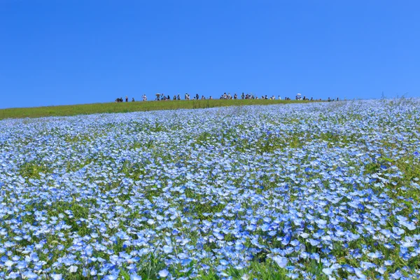 Nemophila — Zdjęcie stockowe