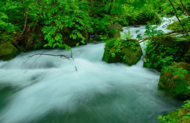 Oirase gorge: Aomori, Japan