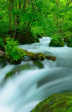 Oirase gorge: Aomori, Japan
