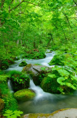 Oirase gorge: Aomori, Japan