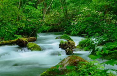 Oirase gorge: Aomori, Japan