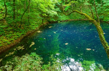 Shirakami-Sanchi: Aomori, Japan