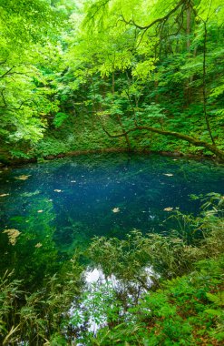 Shirakami-Sanchi: Aomori, Japan