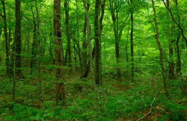 Shirakami-Sanchi: Aomori, Japan