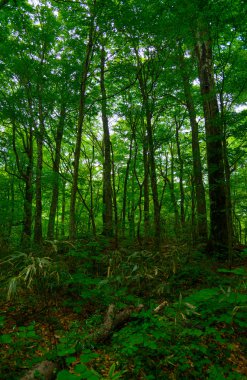 Shirakami-Sanchi: Aomori, Japan