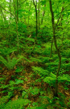 Shirakami-Sanchi: Aomori, Japan