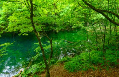 Shirakami-Sanchi: Aomori, Japan