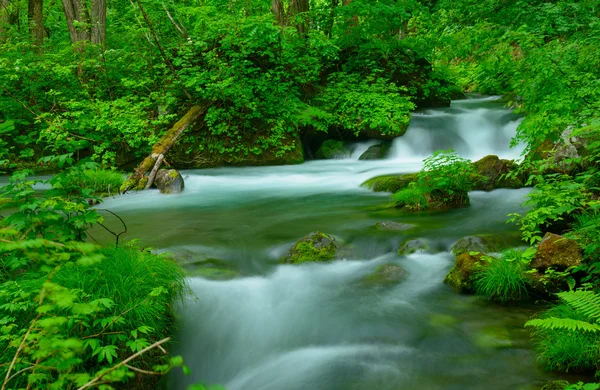 Wąwóz Oirase w Aomori, Japonia — Zdjęcie stockowe