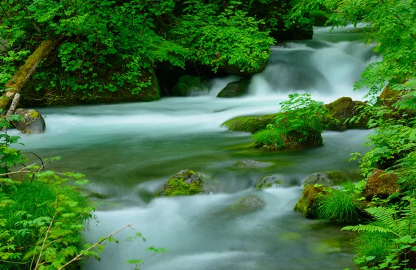 Oirase kloof in Aomori, Japan — Stockfoto