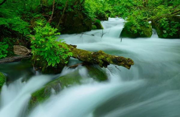 Oirase kloof in Aomori, Japan — Stockfoto