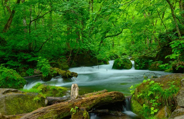 Oirase kloof in Aomori, Japan — Stockfoto