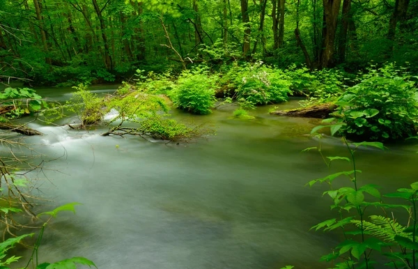 Oirase kloof in Aomori, Japan — Stockfoto