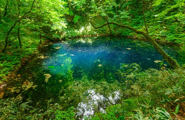 Shirakami-Sanchi en Aomori, Japón —  Fotos de Stock