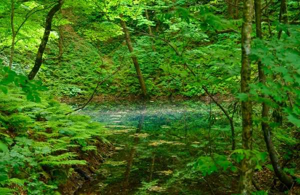 Shirakami-Sanchi em Aomori, Japão — Fotografia de Stock