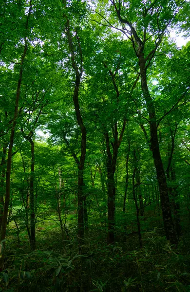 Shirakami-Sanchi em Aomori, Japão — Fotografia de Stock