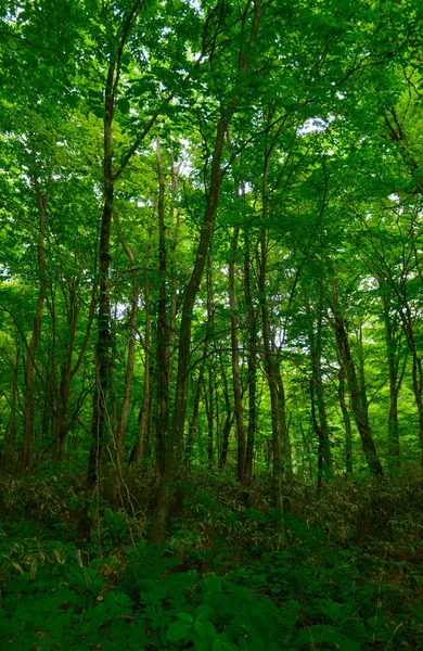 Shirakami-Sanchi em Aomori, Japão — Fotografia de Stock