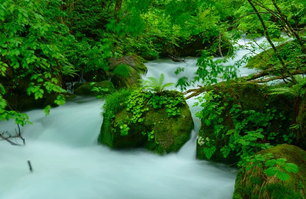 Oirase kloof in Aomori, Japan — Stockfoto