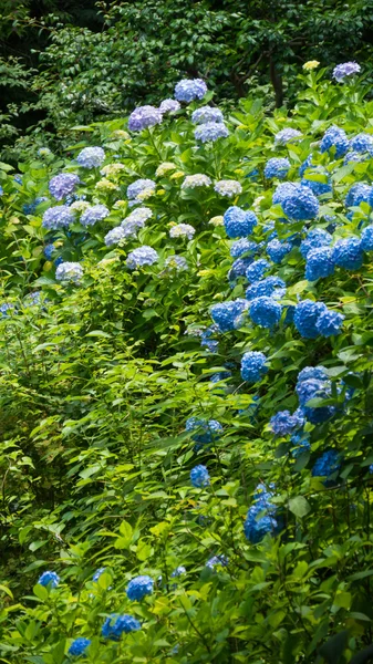 Hortênsias — Fotografia de Stock