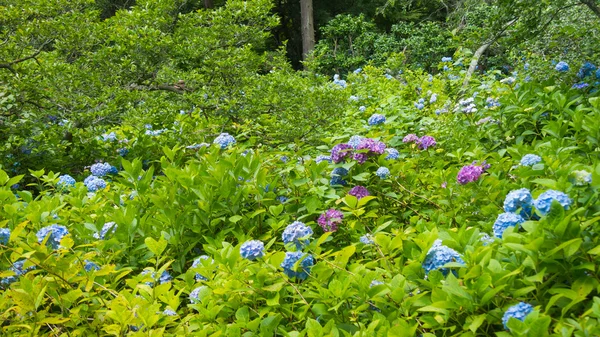 Hortênsias — Fotografia de Stock