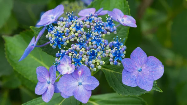 Hortensien — Stockfoto