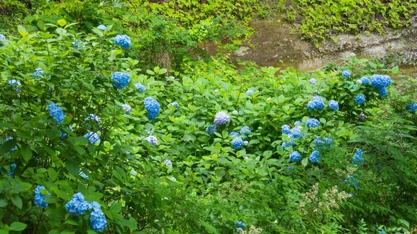 Hortênsias — Fotografia de Stock