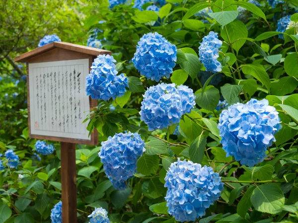 Hortensias — Foto de Stock