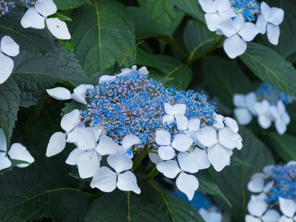 Hydrangeas — Stock Photo, Image