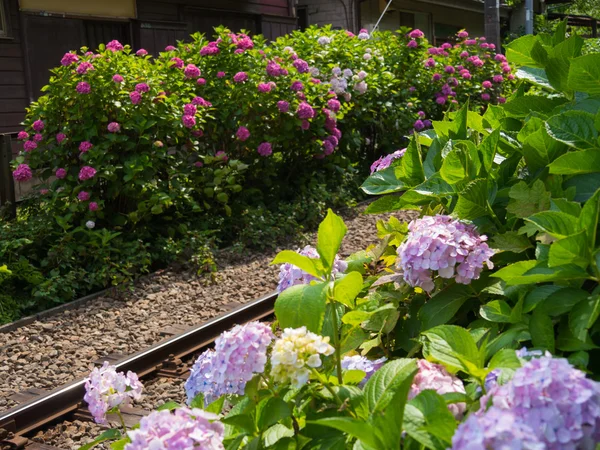 Hortensias y Enoden — Foto de Stock