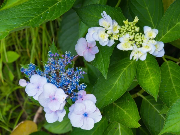 Hydrangeas — Stock Photo, Image