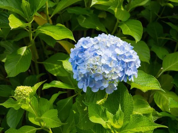 Hortensias —  Fotos de Stock