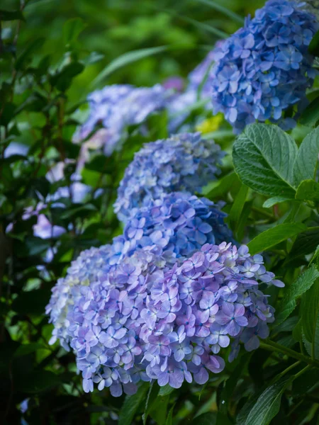 Hydrangeas — Stock Photo, Image