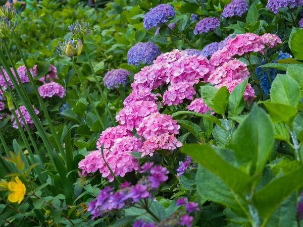 Hortenzie — Stock fotografie