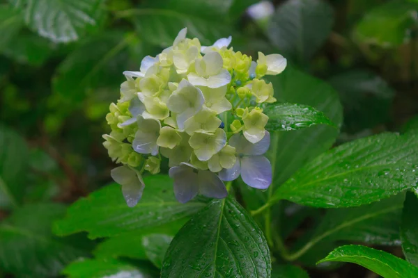 Hydrangeas — Stock Photo, Image