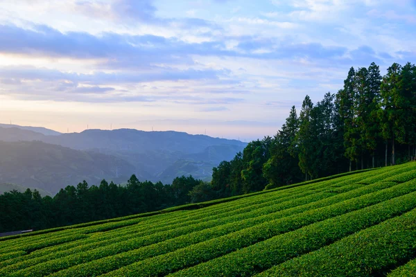 Moře mraků a čajové plantáže — Stock fotografie