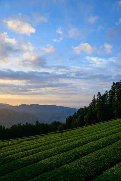 Morze chmur i plantacji herbaty — Zdjęcie stockowe