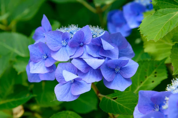 Hydrangea — Stock Photo, Image