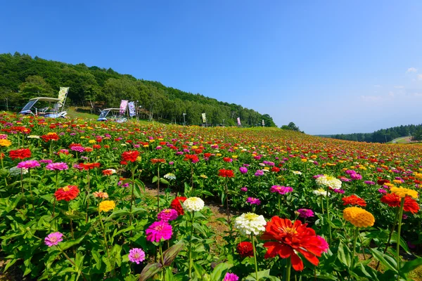 Flowers on the Fujimi Highland — Stock Photo, Image