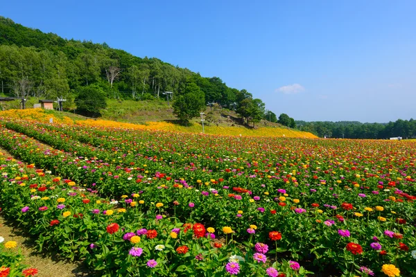 富士見高原の花 — ストック写真