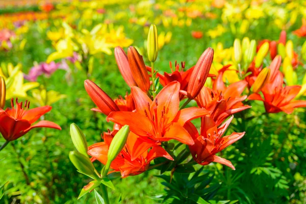 Flowers on the Fujimi Highland — Stock Photo, Image