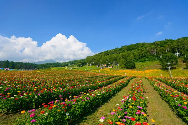 Flowers on the Fujimi Highland — Stock Photo, Image