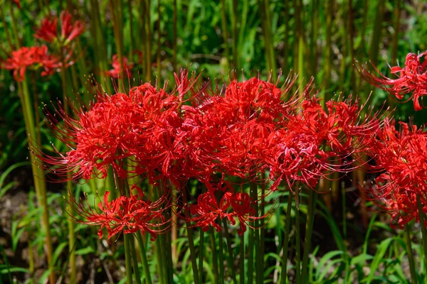 Red spider lily