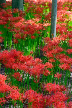 kırmızı örümcek zambak