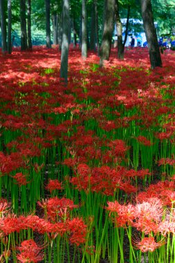 kırmızı örümcek zambak