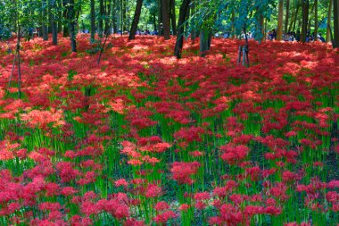 kırmızı örümcek zambak