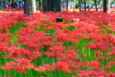 kırmızı örümcek zambak
