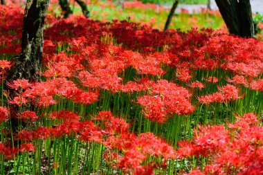 kırmızı örümcek zambak