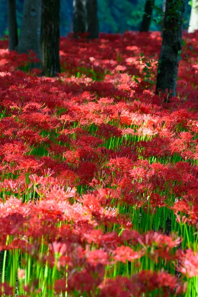 Lys araignée rouge — Photo